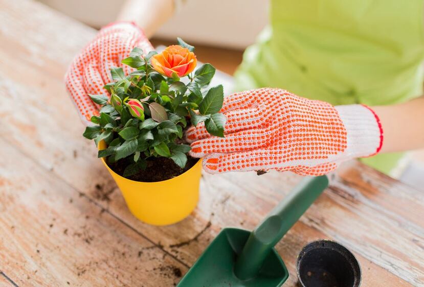 Entre todas las amenazas que pueden recibir las plantas, los hongos son las más comunes.