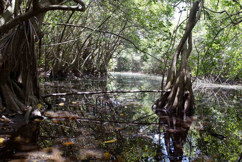 En la Reserva Natural Humedal Punta Tuna en Maunabo hay un pantano de agua salada, uno de agua dulce, una ciénaga, y una playa de arena de unos dos kilómetros de extensión donde anida el carey y el Tinglar. (GFR Media)