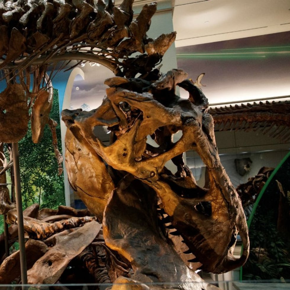 El fósil brasileño es más antiguo que otros de ancestrales de los dinosaurios, con más de 236 millones de años, hallados en el noroeste de Argentina y que correspondían a animales pequeños, con poco más de un metro de largo.