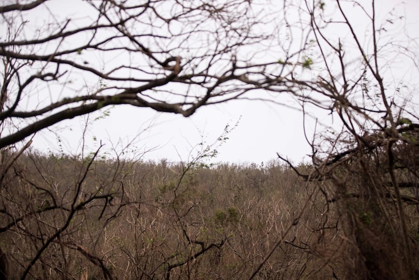 Debido a la intensidad de los vientos del huracán María, prácticamente todas las áreas de bosques en la isla se quedaron sin hojas. (GFR Media)