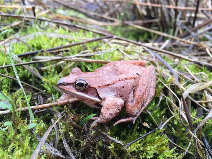 Las ranas de bosque _cuyo nombre científico es lithobates sylvaticus_ habitan en todo Estados Unidos y en la región del Círculo Polar Ártico. (AP)