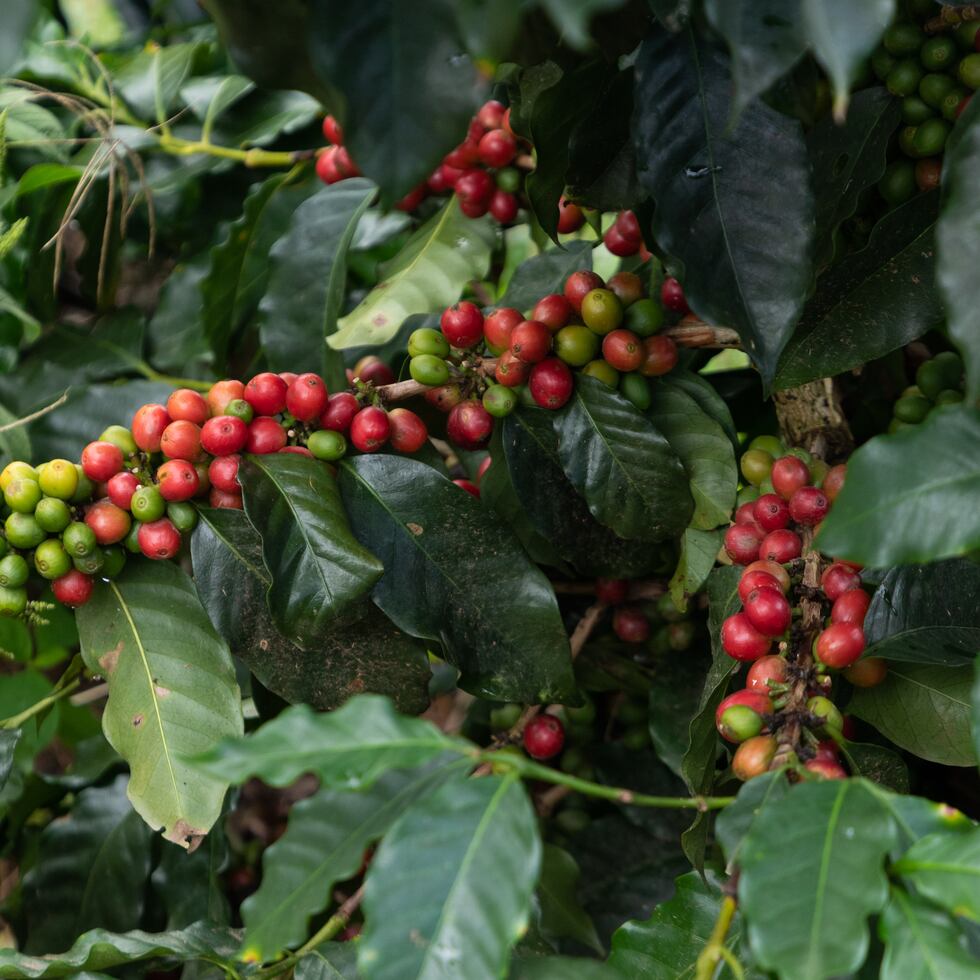 Expertos en el café comentan sobre el antracnosis, plaga agresiva causado por un hongo que pone en peligro los cafetales.