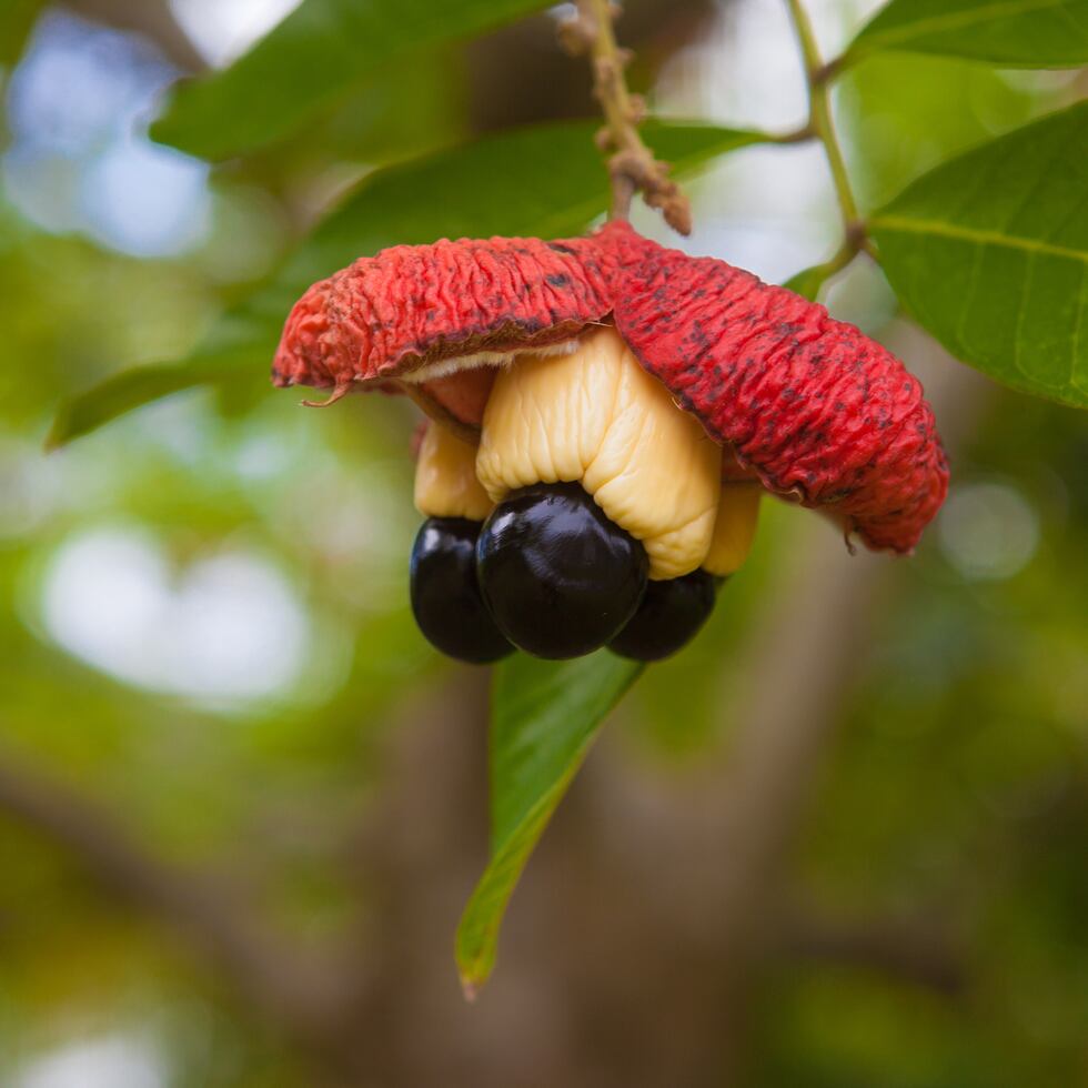 Ackey fruit