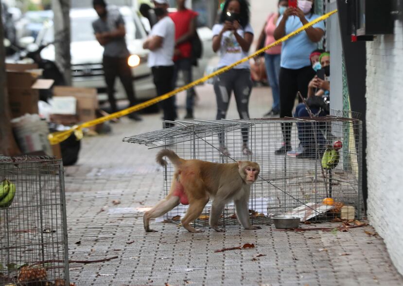 El mono rhesus cuando bajó a buscar comida dentro de las trampas y salió sin quedar atrapado.