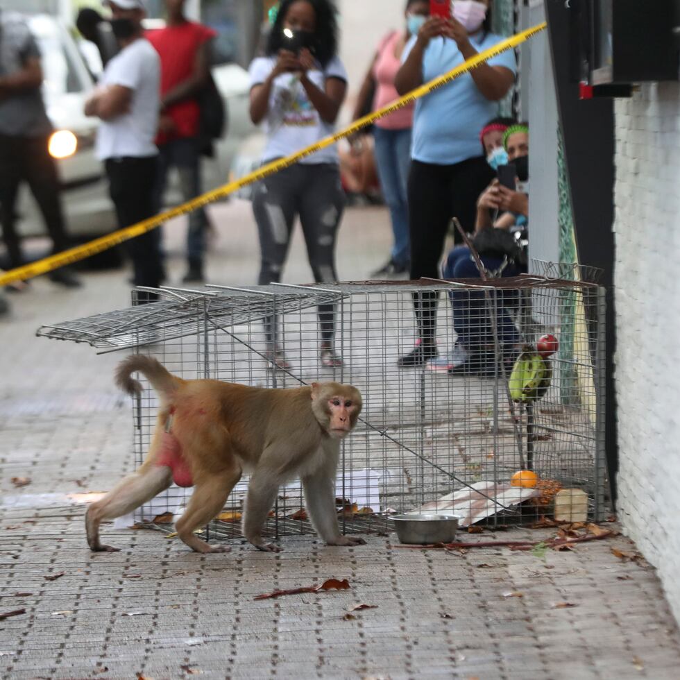 El mono rhesus cuando bajó a buscar comida dentro de las trampas y salió sin quedar atrapado.