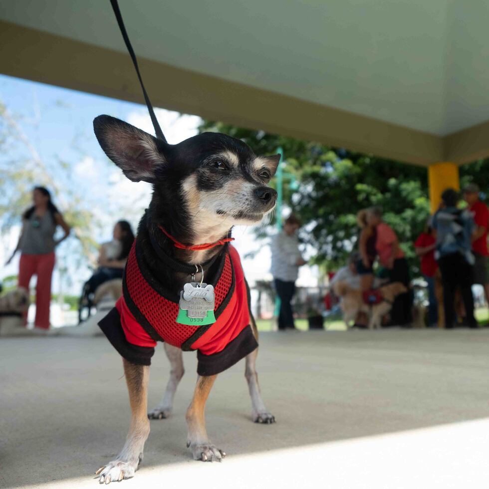 Un perro guía puede tardar 18 meses a dos años en ser adiestrado. (Ricardo Reyes / Especial para GFR Media)