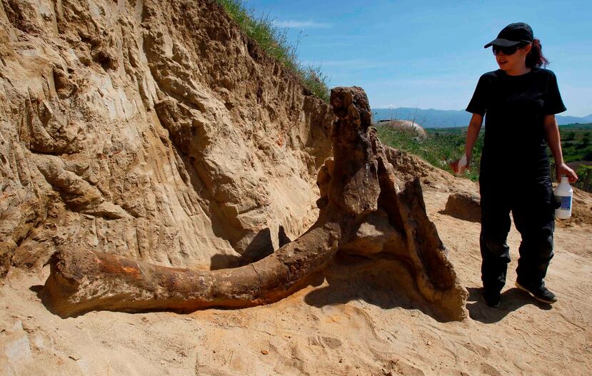 Una paleontóloga examina los restos fosilizados de un elefante prehistórico, excavados en Dolni Disan, cerca de Neotino, en el centro de Macedonia. (AP)