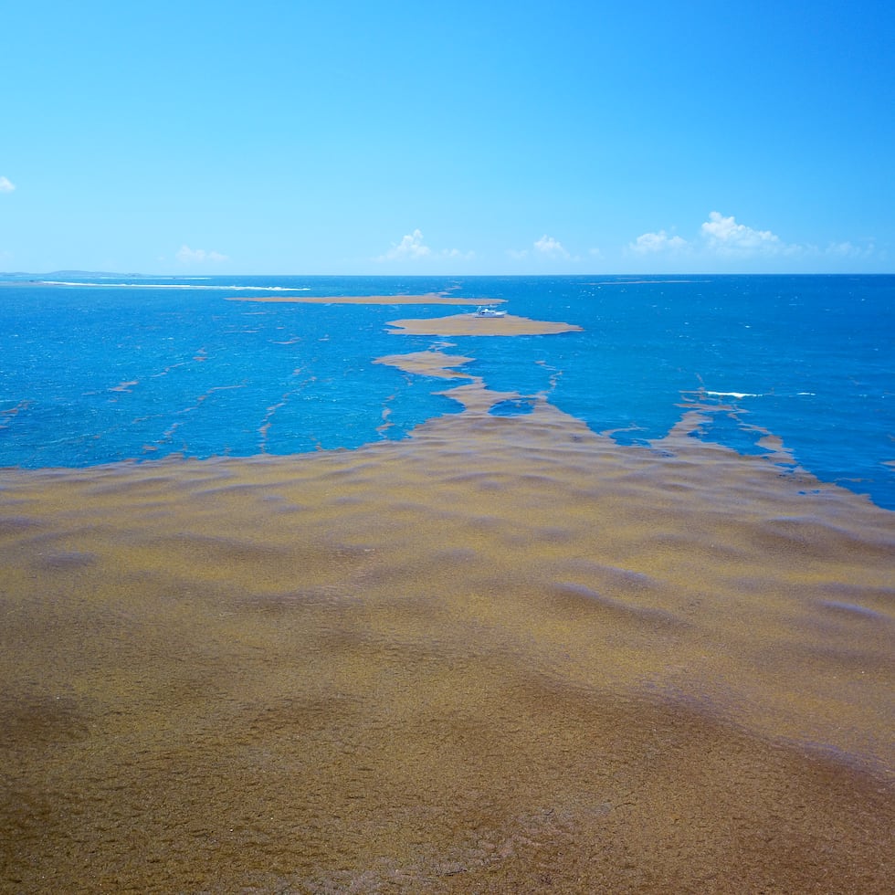 Al momento, el sargazo se enfoca alrededor de la costa sureste de la isla.