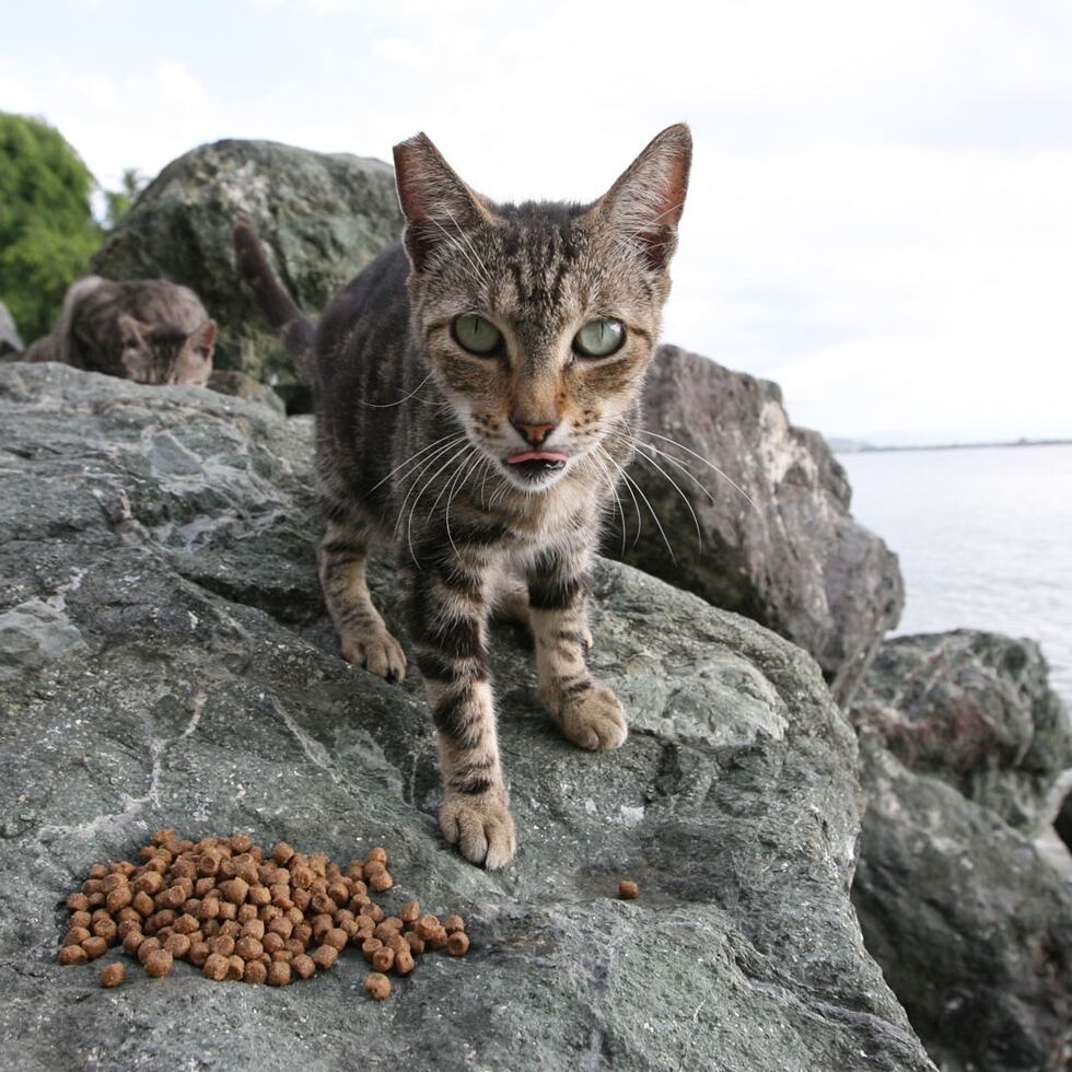 El Plan original constaba de tres fases que incluía la remoción de los gatos, eliminación de las estaciones de alimentos y monitoreo.