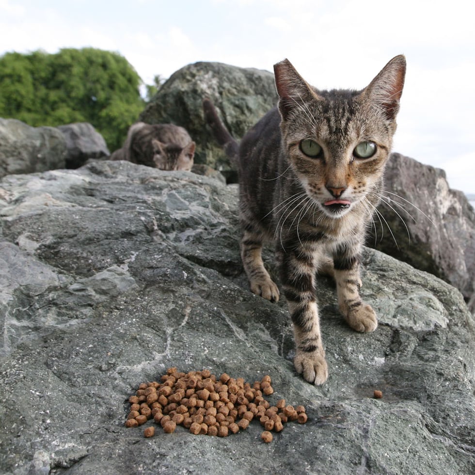 Una encuesta de 2021 identificó, al menos, 200 gatos en el Sitio Histórico Nacional de San Juan.