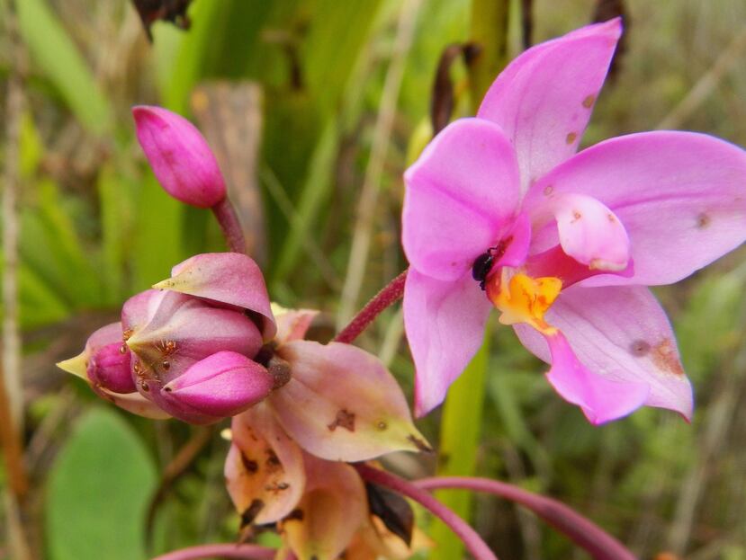 Escarabajo nativo de Puerto Rico escondiéndose de las hormigas invasoras que habitan en la orquídea filipina terrestre, especie introducida en la Isla hace décadas. (Suministrada)
