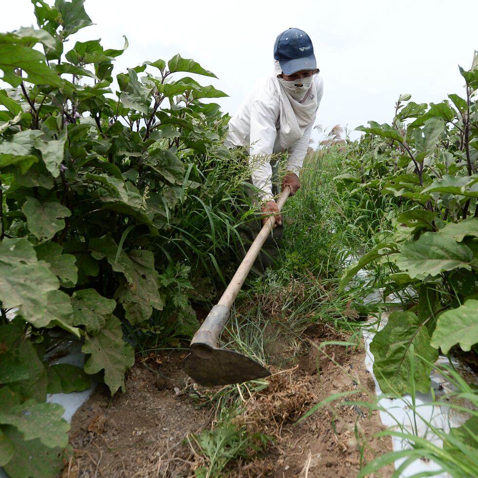 SANTA ISABEL TUS NOTICIAS MAYO 11, 2015   LA FOTO PARA ILUSTRAR HISTORIA DE AGRICULTORES DEL AREA SUR QUE HABLEN DE LA SEQUIA EN RELACION A SUS OPERACIONES DIARIAS Y COMO SE HAN PREPARADO.                           
FOTO : TONY ZAYAS
tony.zayas@gfrmedia.com