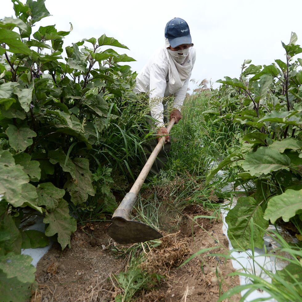 SANTA ISABEL TUS NOTICIAS MAYO 11, 2015   LA FOTO PARA ILUSTRAR HISTORIA DE AGRICULTORES DEL AREA SUR QUE HABLEN DE LA SEQUIA EN RELACION A SUS OPERACIONES DIARIAS Y COMO SE HAN PREPARADO.                           
FOTO : TONY ZAYAS
tony.zayas@gfrmedia.com