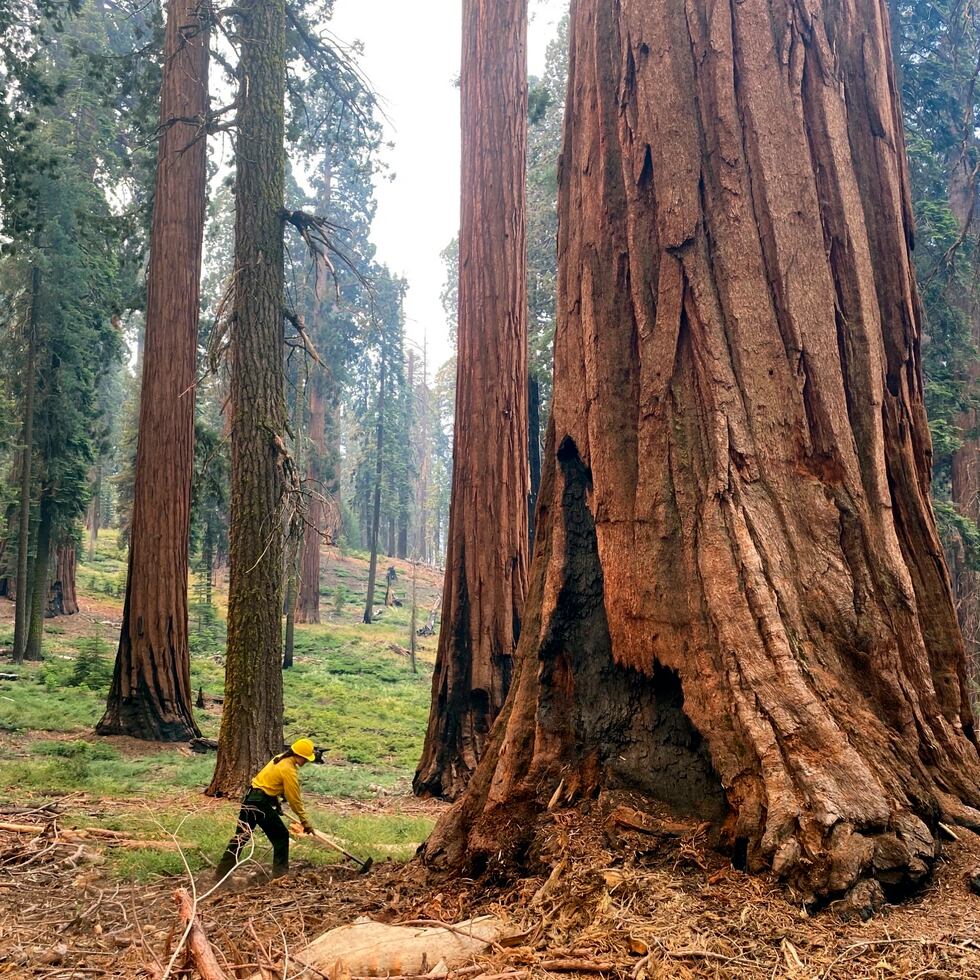 En esta foto proporcionada por el Servicio de Parques Nacionales, un bombero despeja la maleza suelta alrededor de un árbol secuoya en Mariposa Grove en el Parque Nacional de Yosemite, California.