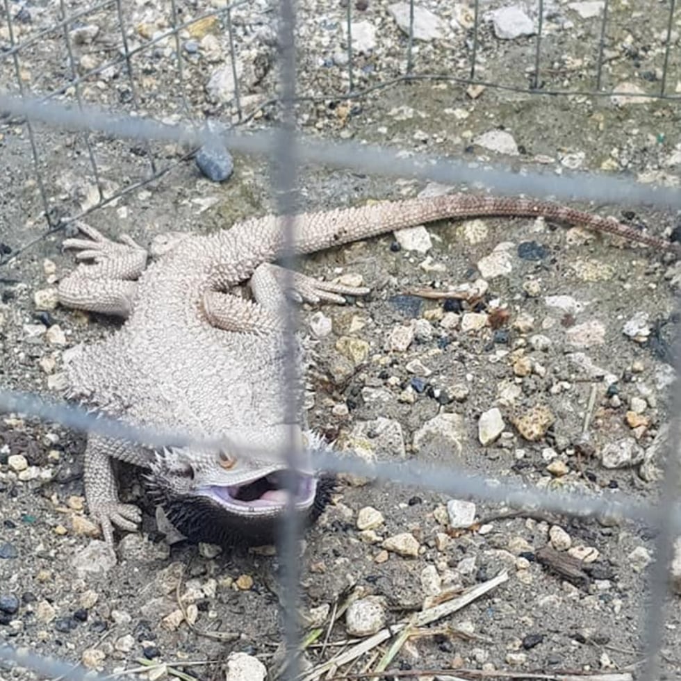 El dragón barbudo encontrado en Moca fue entregado al Departamento de Recursos Naturales y Ambientales.