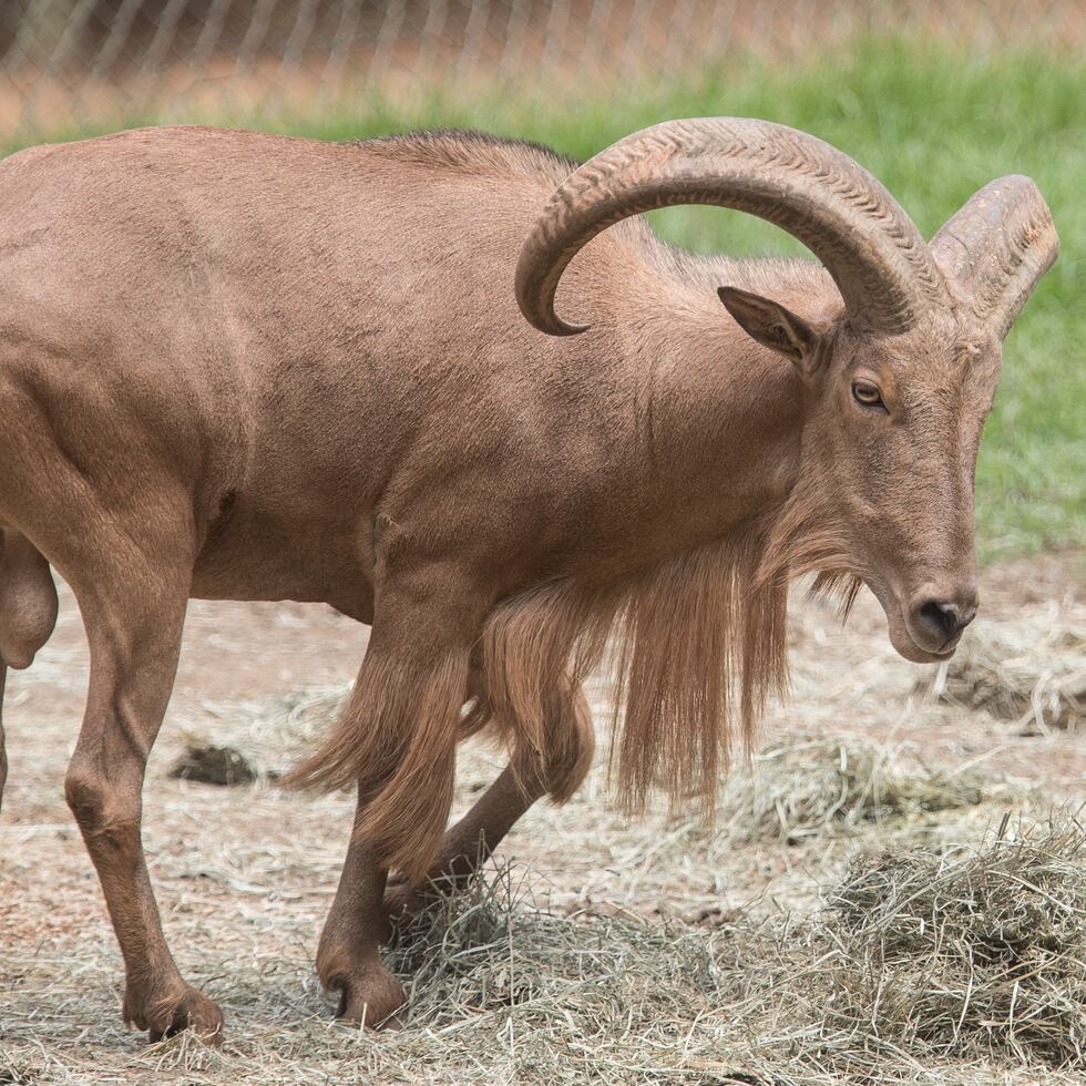 Un arruí del Zoológico Dr. Juan A. Rivero en Mayagüez.