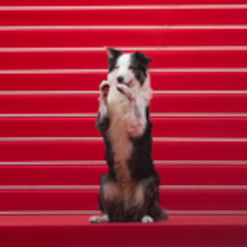 El perro Messi se roba las miradas en la alfombra roja del Festival de Cannes 