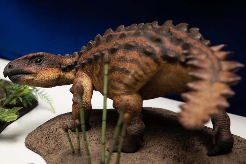 Varios modelos de la nueva especie de dinosaurio acorazado descubierto por investigadores de la Universidad de Chile son mostrados durante un evento ante la prensa en Santiago, Chile.
