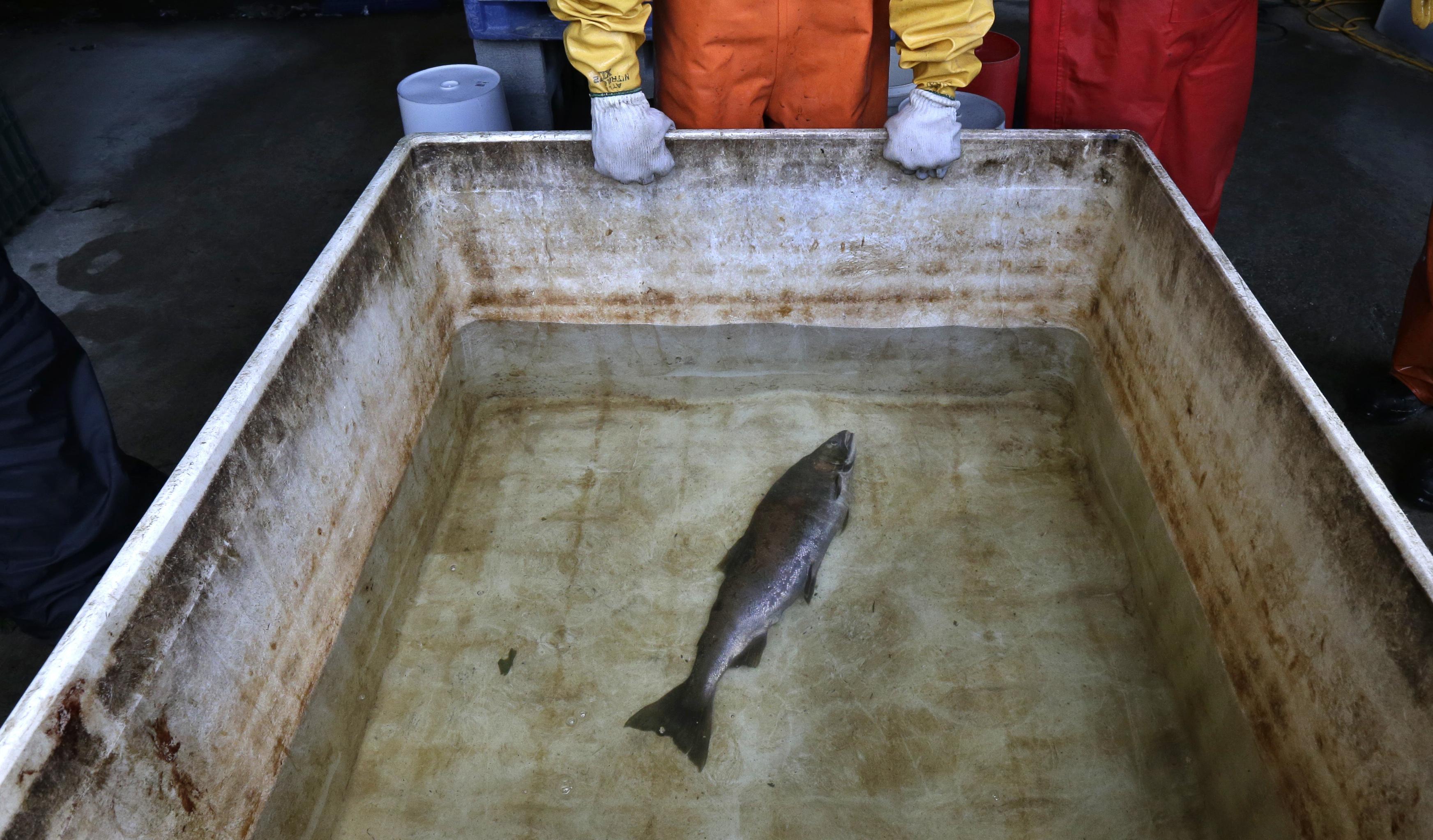A juicio por capturar un salmón con un fusil de pesca submarina y neopreno  sin permisos