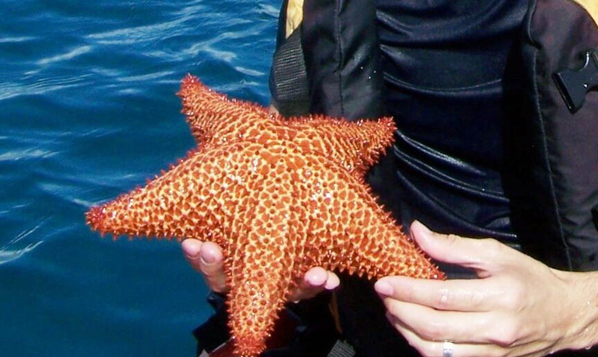 Study reveals location of starfish's head