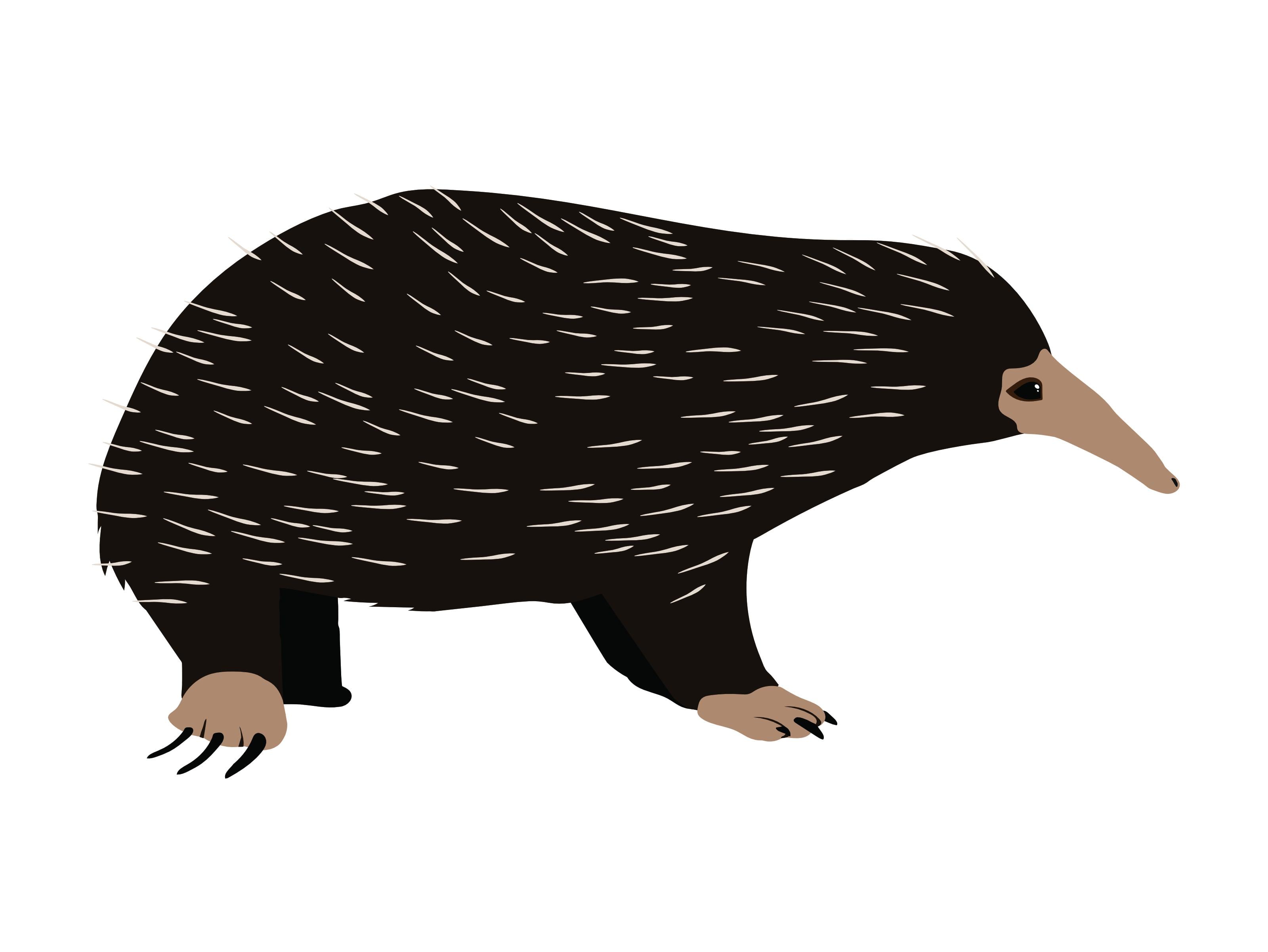 Espinas de erizo, hocico de oso hormiguero: Redescubren en Indonesia a un  equidna, un mamífero perdido hace décadas