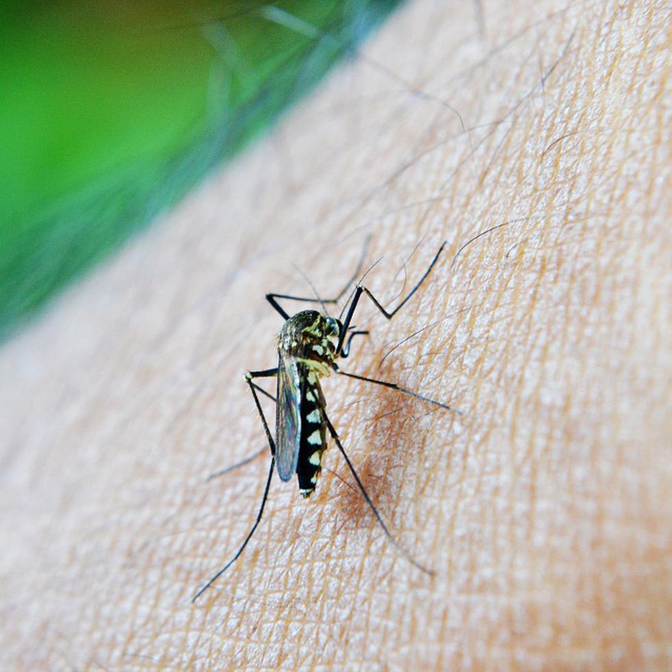 El dengue se contagia por medio del mosquito aedes aegypti, que habita en climas tropicales y cuya población se está esparciendo debido al cambio climático.