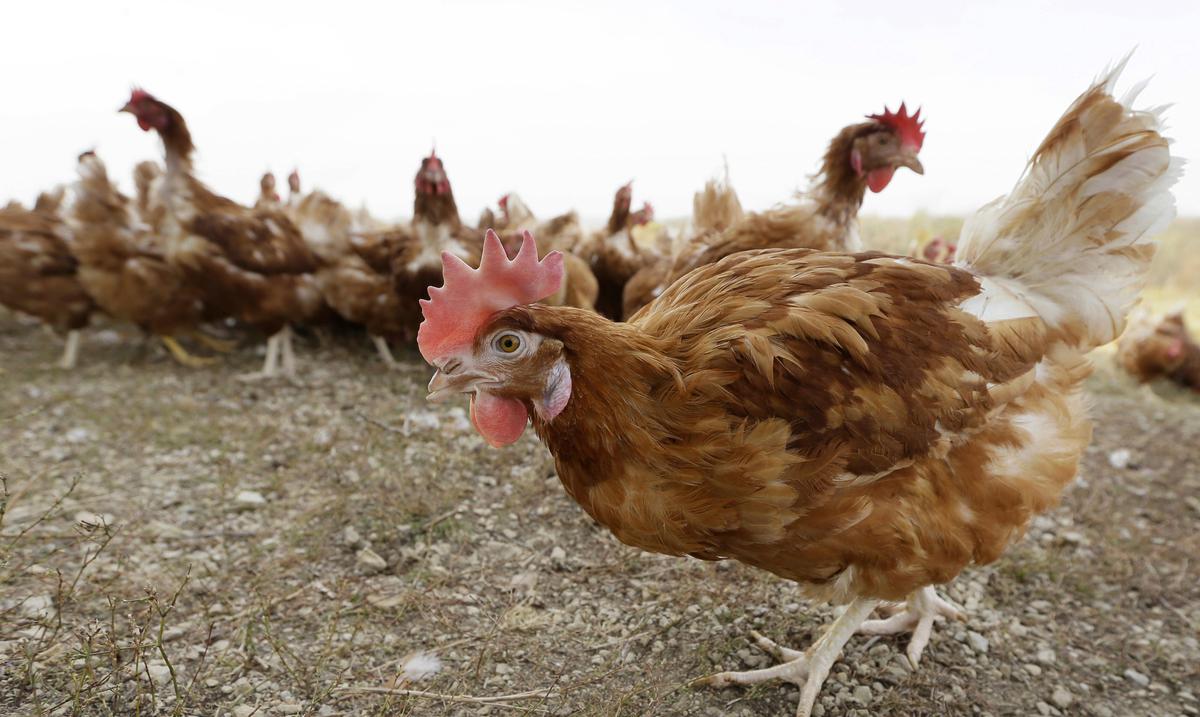 Iowa farms to slaughter 1.2 million chickens due to bird flu outbreak
