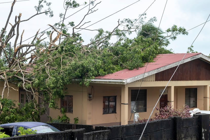 Un árbol cayó sobre el techo de una residencia en las Granadinas y San Vicente.