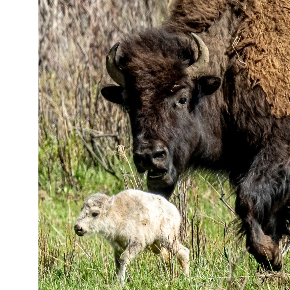Esta fotografía del 4 de junio de 2024 muestra una rara cría blanca de bisonte, nacida en el Valle Lamar.