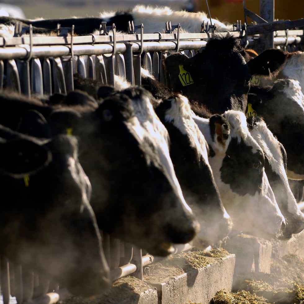 Los otros tres casos de infecciones en humanos vinculadas con las vacas se han reportado en trabajadores del sector lácteo de Texas y Michigan.