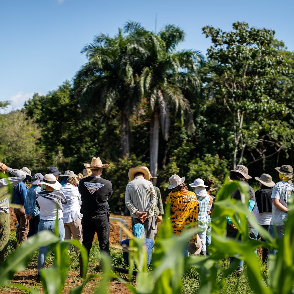 El Josco Bravo se enfoca en la siembra agroecológica y orgánica de farináceos, hortalizas y viandas.