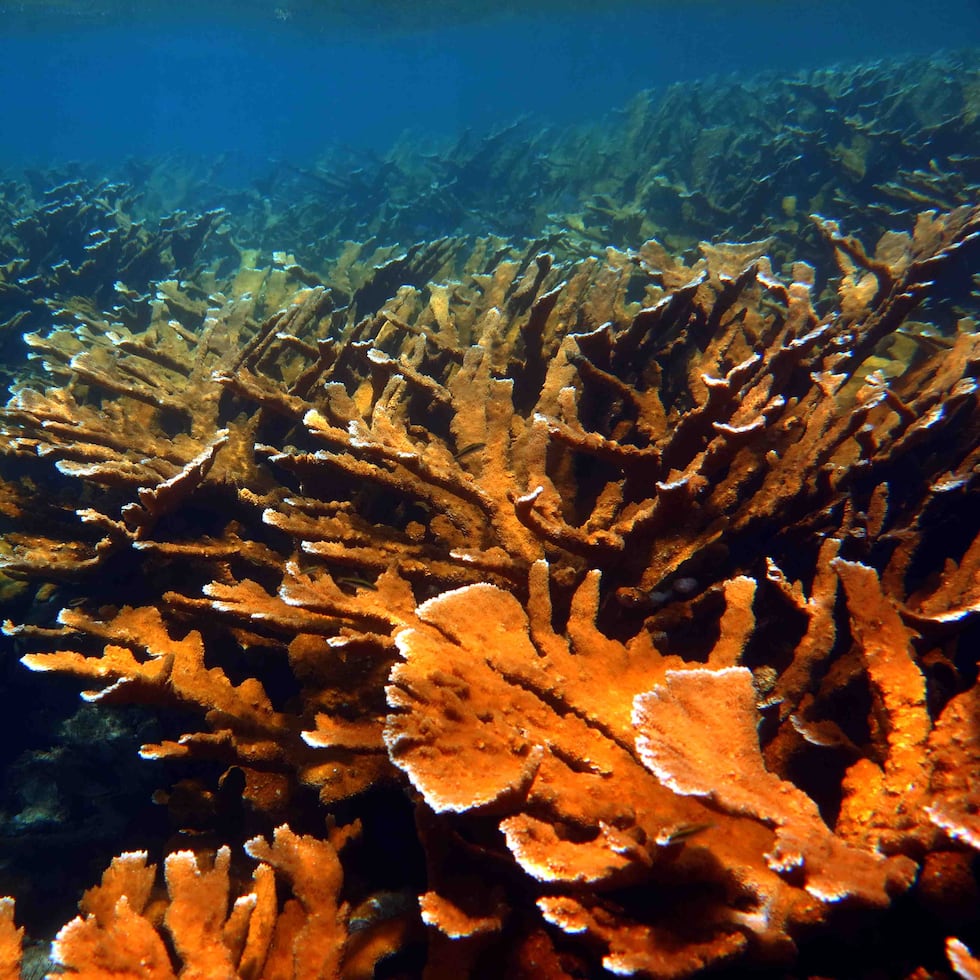 El espacio que se protegería por ley es hogar de unos dos kilómetros –casi continuos– de arrecifes, con una de las mayores extensiones a nivel nacional del coral cuerno de arce. (Suministrada)