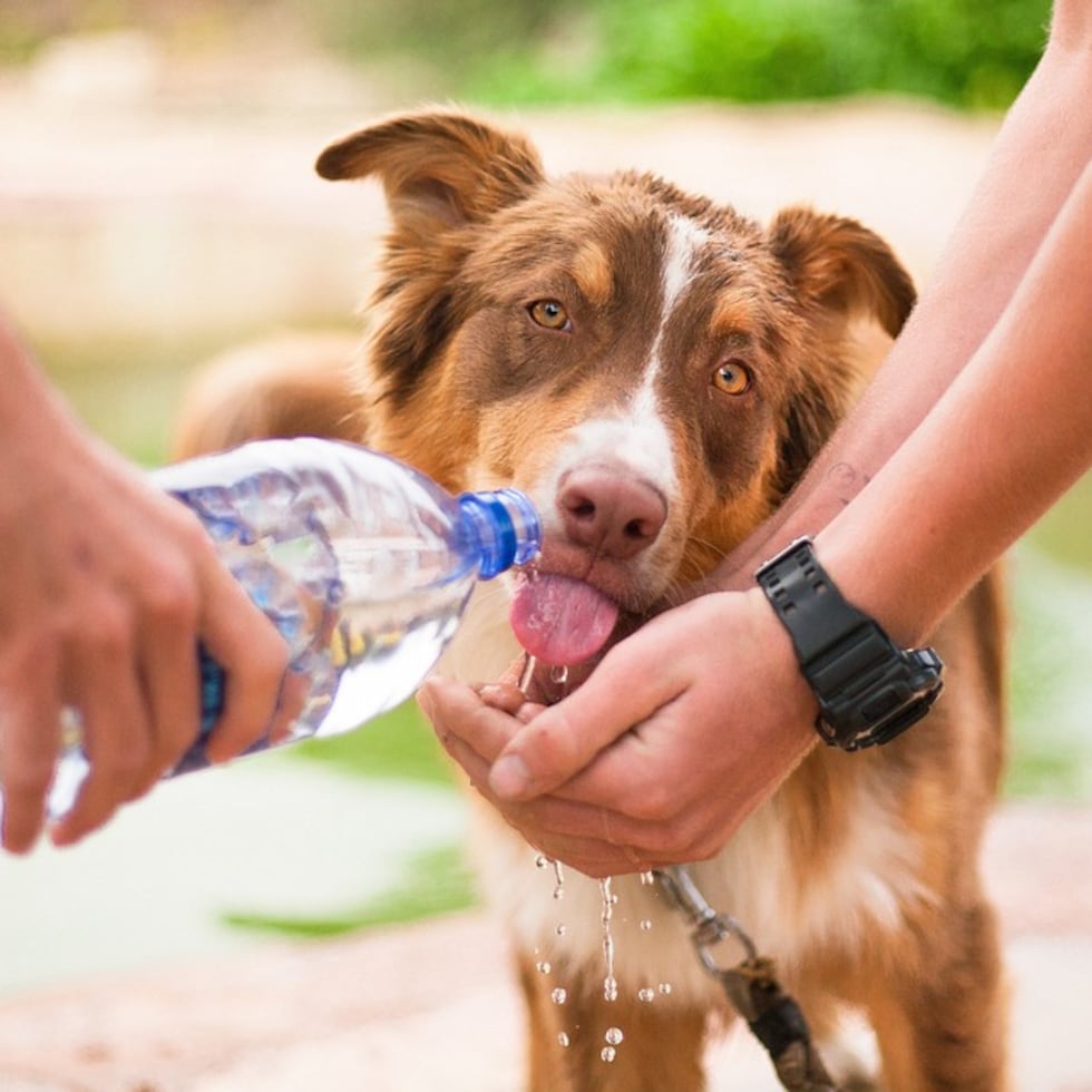 Una advertencia de calor se mantiene viegente durante el viernes, por lo que se recomienda que las personas y las mascotas se mantengan hidratadas y lejos del impacto directo del sol.