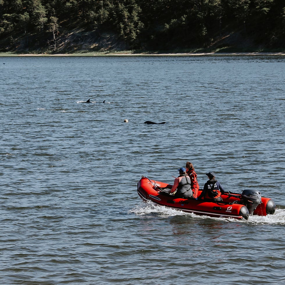 Trabajadores y voluntarios del Fondo Internacional para el Bienestar Animal intentan conducir a delfines varados hacia aguas más profundas, el viernes 28 de junio de 2024, en Wellfleet, Massachusetts.