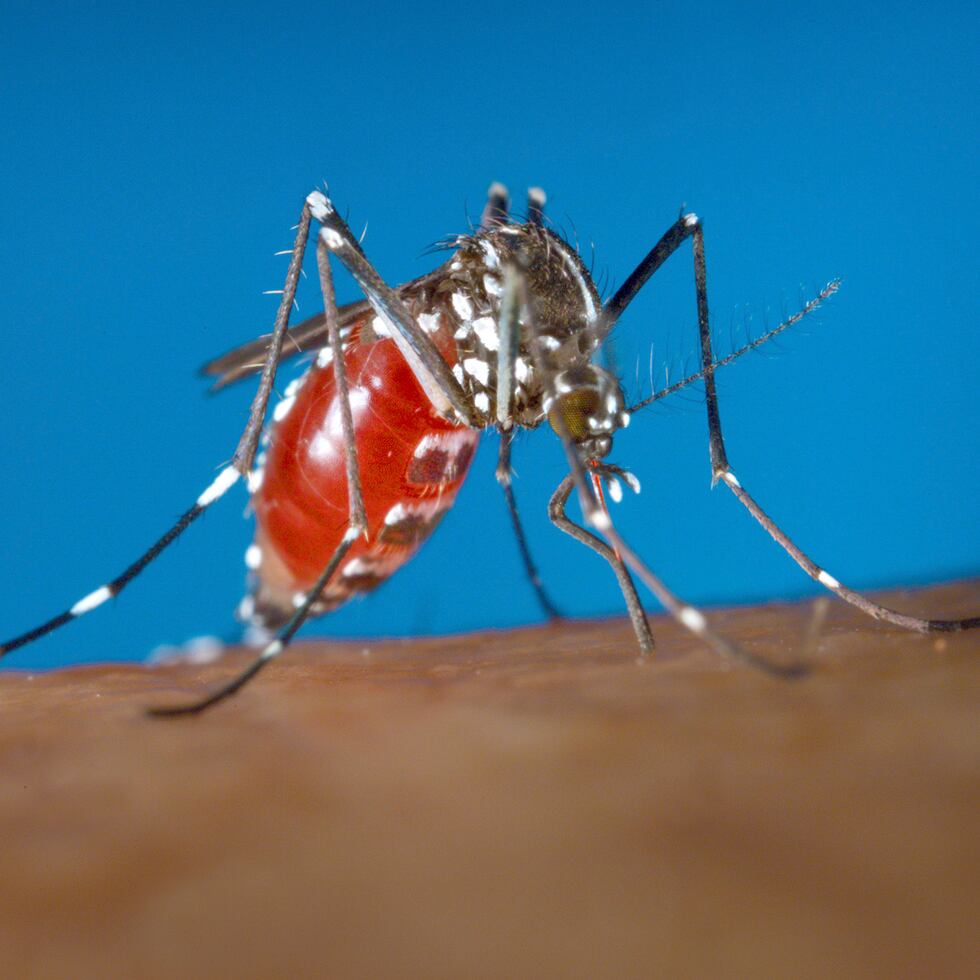 Un mosquito Aedes albopictus sobre un ser humano.