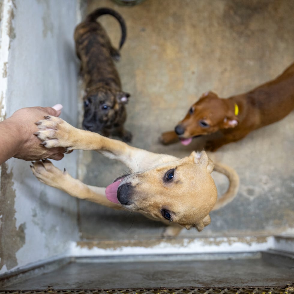Animals, shelters and organizations need help from caregivers to serve as temporary homes to get more space to continue saving lives. Pictured are some of the puppies at The Humane Society of Puerto Rico.