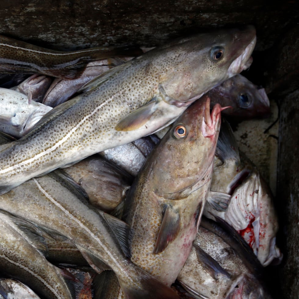 El Ministerio de Pesca canadiense anunció el miércoles que restablecería la pesca comercial de bacalao en la provincia, con un total permisible de 18,000 toneladas para la temporada de 2024.