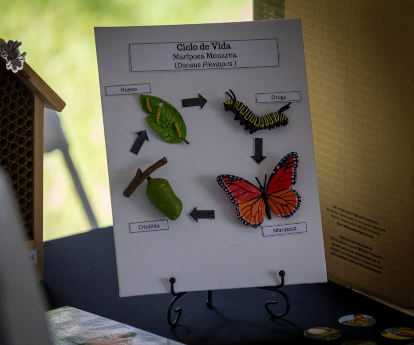 Los talleres abarcaron diferentes temas, entre ellos, cómo crear un jardín acogedor para los polinizadores, la variedad de insectos polinizadores y su impacto en los ecosistemas agrícolas.