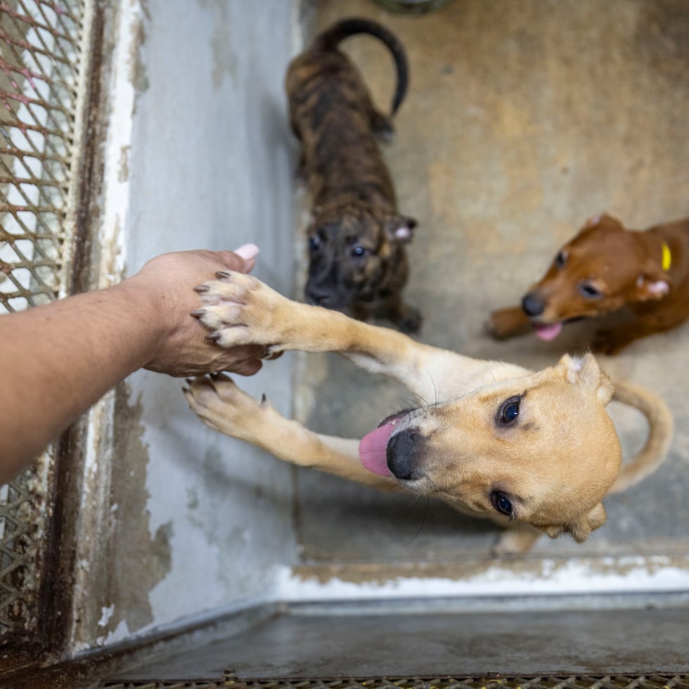 Los animales, albergues y organizaciones necesitan ayuda de cuidadanos que sirvan como hogar temporero para obtener más espacio para continuar salvaguardardando vidas. En la foto, algunos de perritos que se encuentran en The Humane Society of Puerto Rico.
