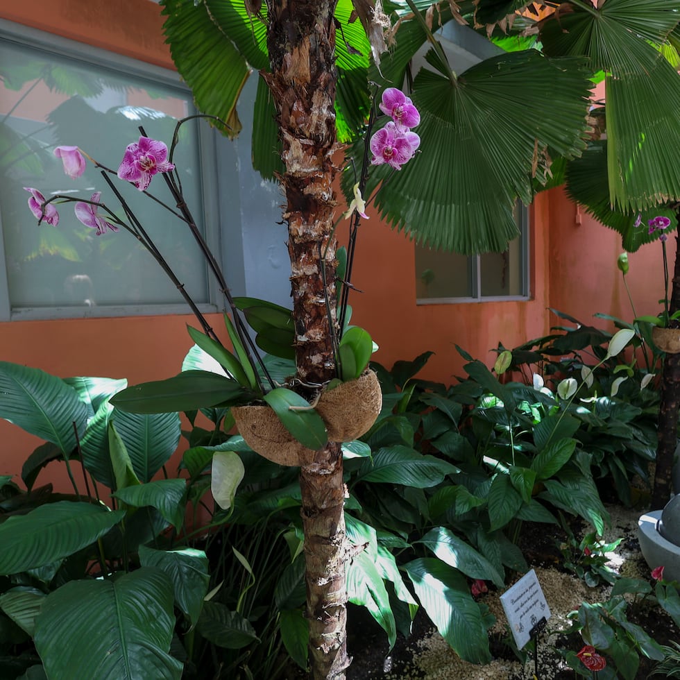 El jardín se ubica en uno de los pasillos exteriores del Hospital Oncológico Dr. Isaac González Martínez.