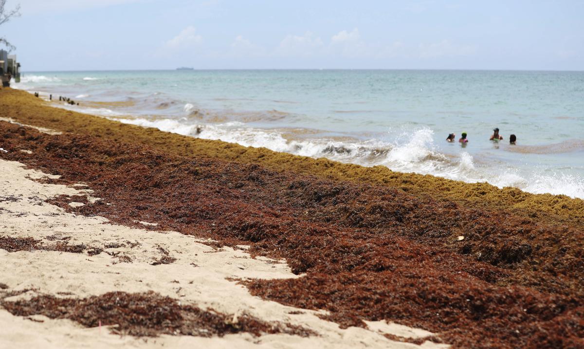 Puerto Rico faces sargassum invasion without a plan to address it El